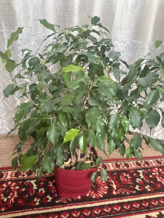 Цветы для дома