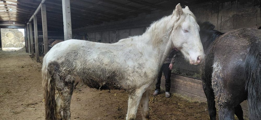 Жеребец 3 года объезжен чисто белый