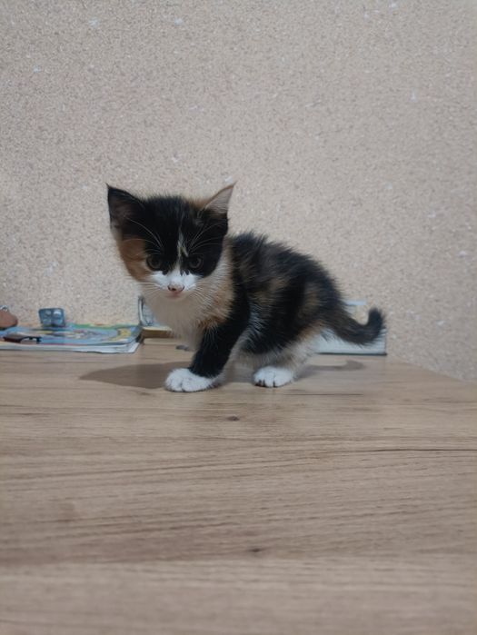 Кошки mushuk bola 2 sotilboldi