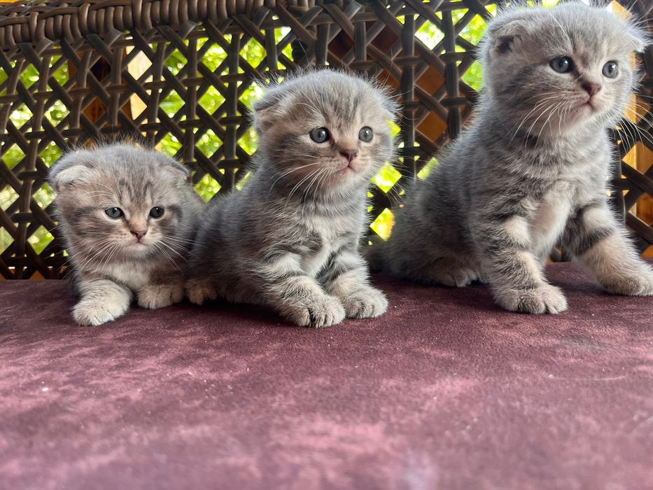 Продаеться котята