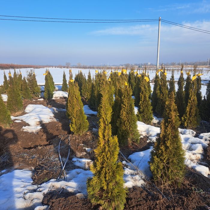 Туи,смаракт,бробан.