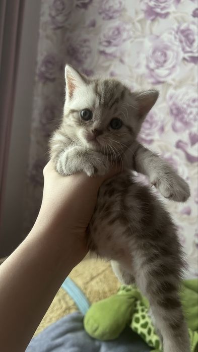 Продам СРОЧНО котят