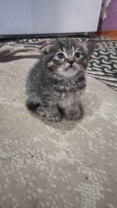 Мейн кун отаси онаси скоттиш фолд