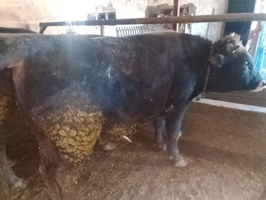 Продам 4бычков стоят на откорме