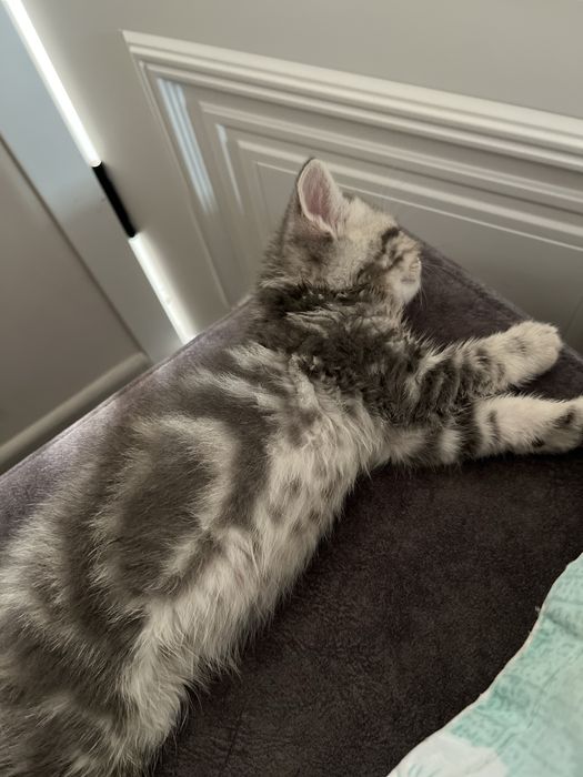 Отдам в хорошие руки