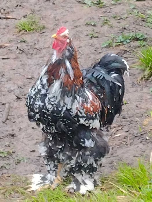 Oua incubat brahma herminat,columbia,potarnichiu, porțelan