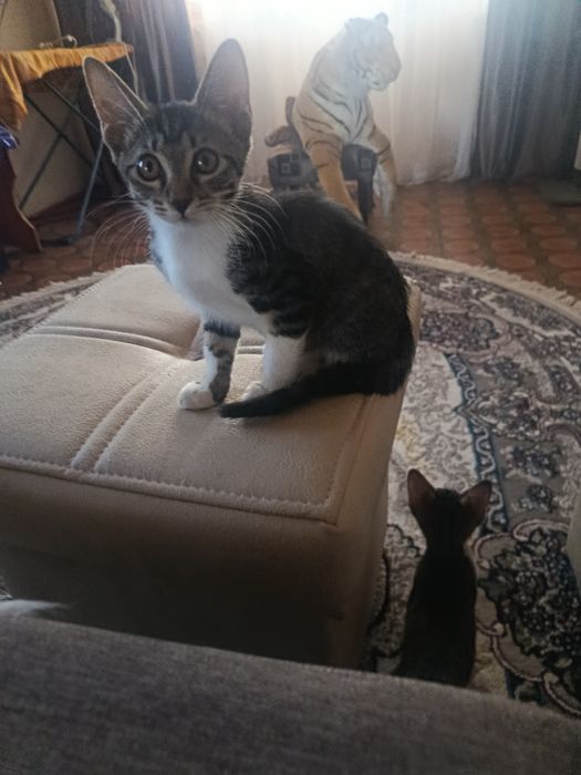 Котята в добрые, ответственные руки
