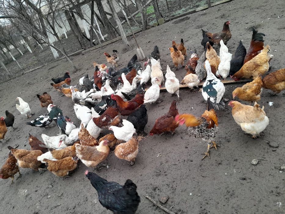 Vând găini și rațe!