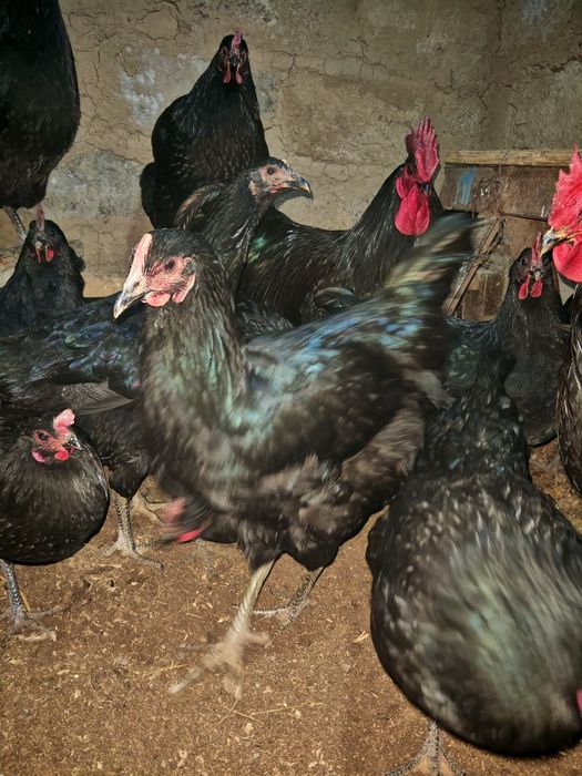 Joja ochirish uchun Damashni tovuq tuxumlari  sotiladii.