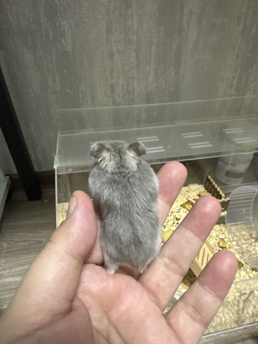 Грызуны Хомяк сатылады