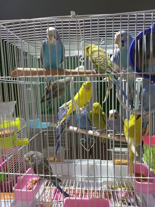 Волнистый попугай ручной