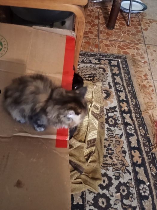 Отдадим  котят  в хорошии руки.