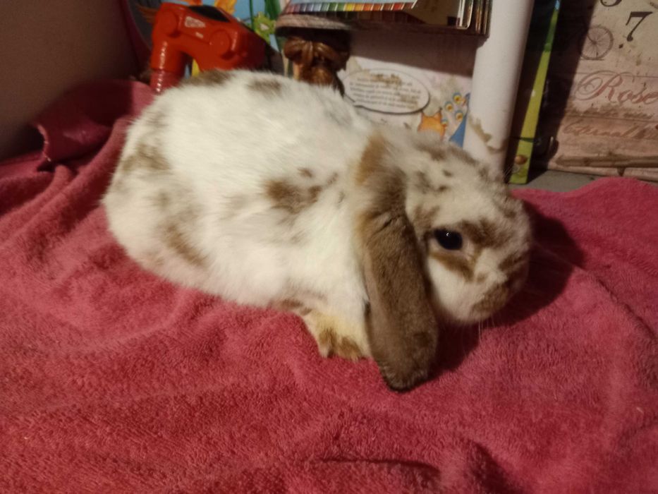 Iepure Berbec Pitic de Companie Mini Toys