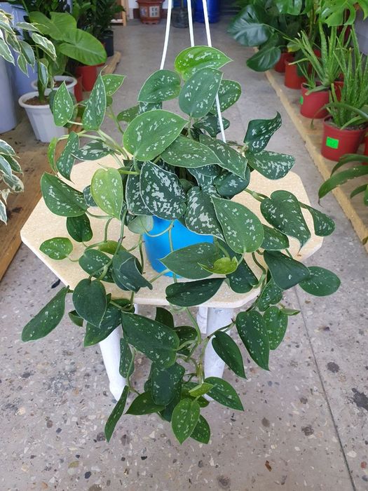 Stendapsus Стендапсус