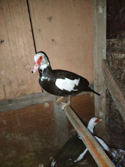 Продается индоутки