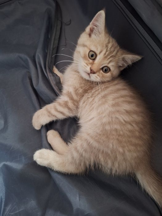 Котята шотландские