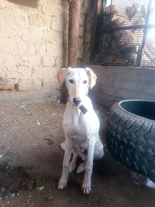 Тазы 7 айлық Төбет Бір жасқа толды