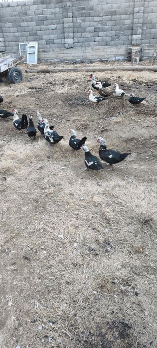 Индоутка  сатылады