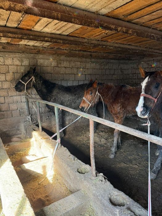 Екі жасар қашар байтал