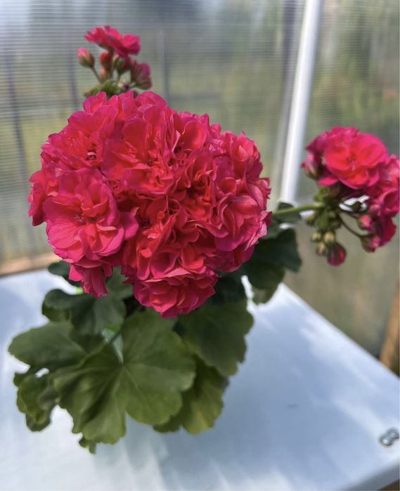 Сортовые пеларгонии.