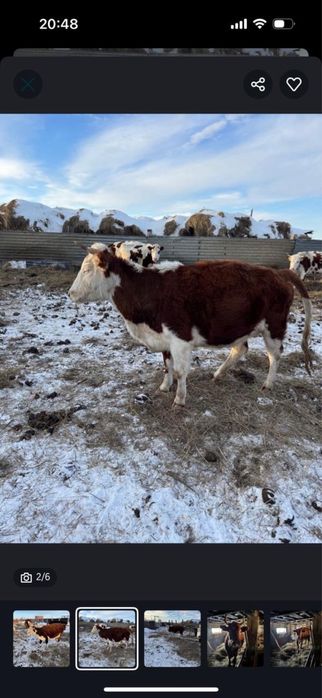 Продам коров стельных