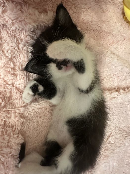 Котик ищет дом.