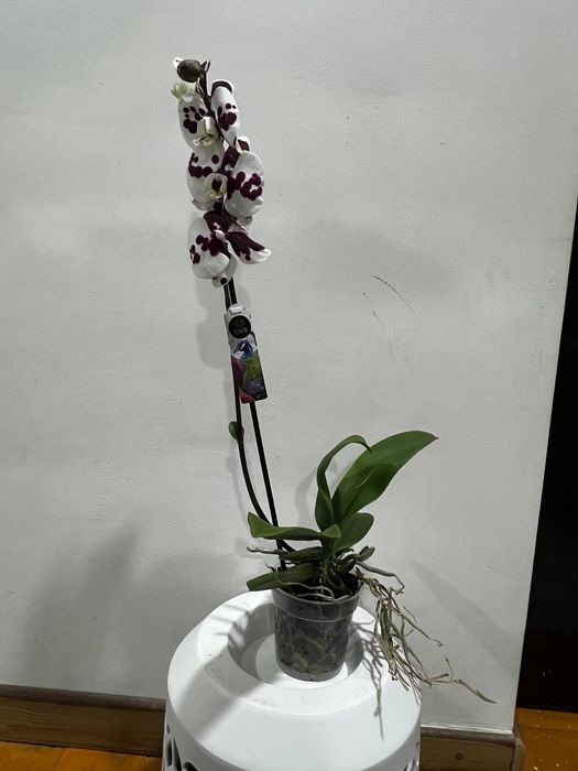 Орхидея из Голландии