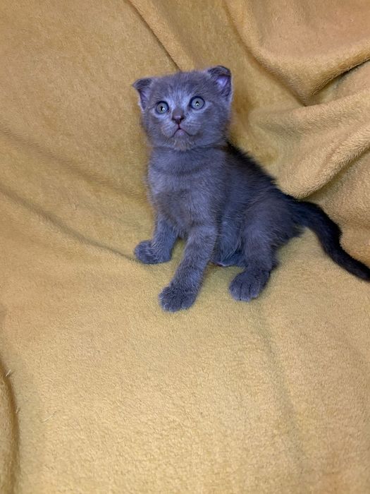 De vânzare 4 puiuți scottish fold