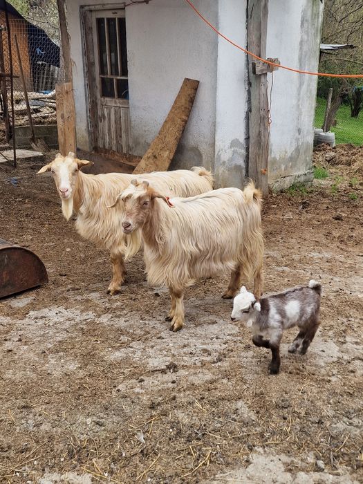 5 capre  schimba locatia