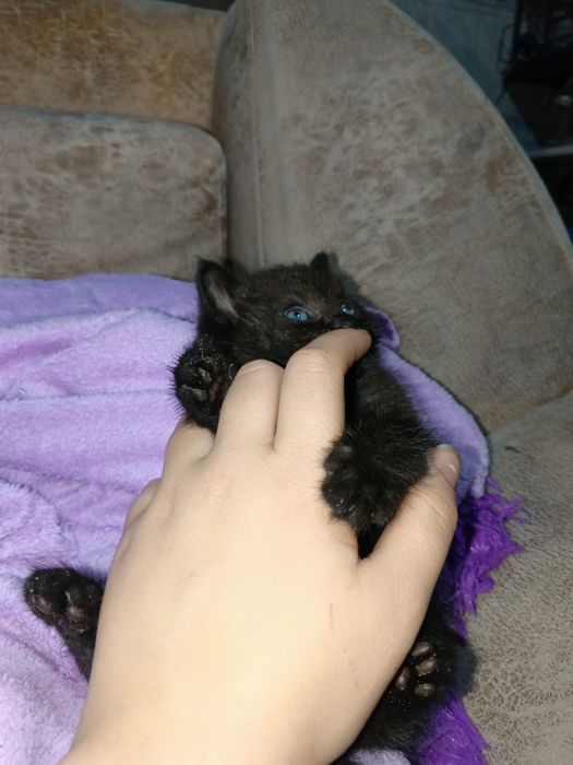 Котенок ищет себе семью.