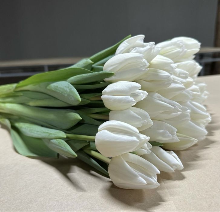 Свежие тюльпаны из теплицы по 450