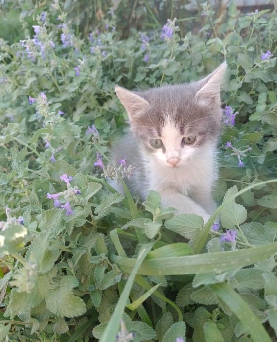 В добрые руки котята