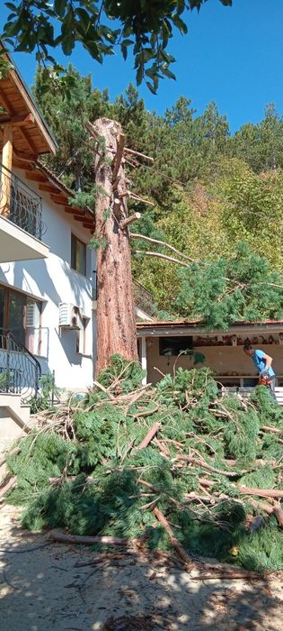 Рязане на дърва за огрев , проваляне на опасни дървета