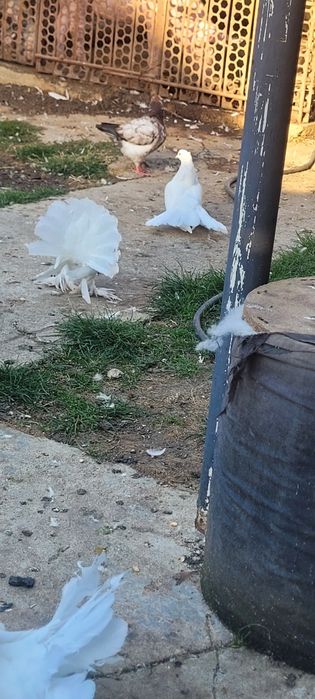 Porumbei rotați ..