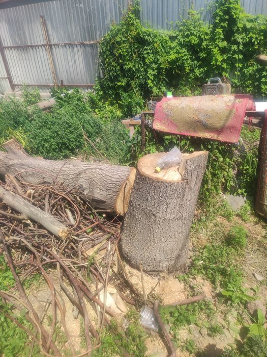 Продам орех,частично спиленый