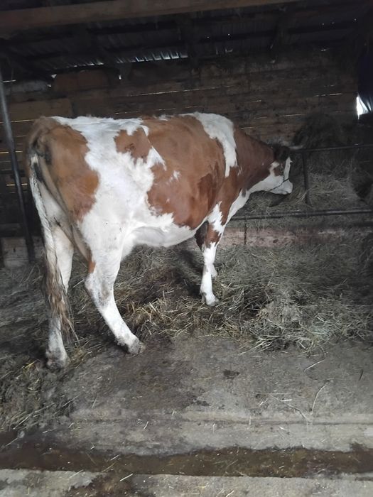 Vacă cu lapte de vânzare