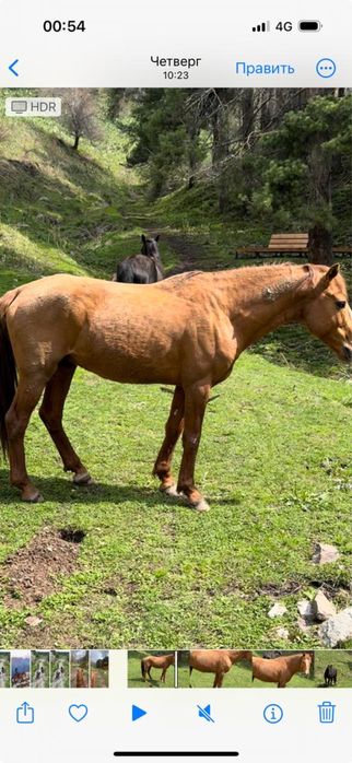 Жеребец айгыр лошадь