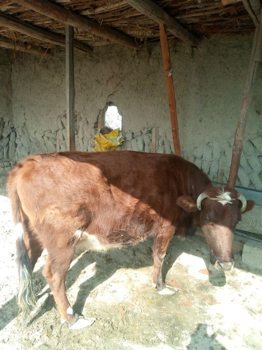 Ҳалол ўзимизни моллар