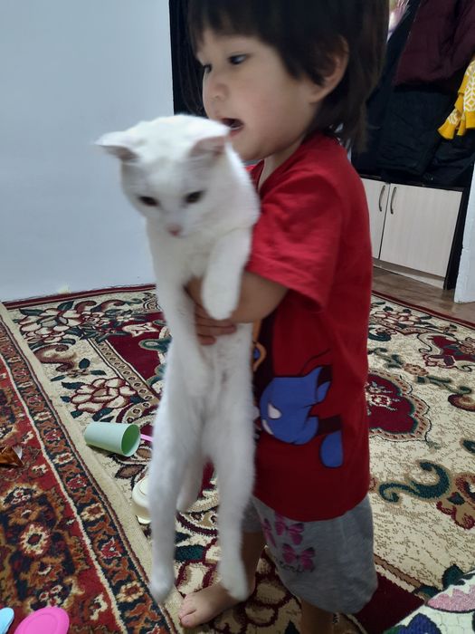 Кошки 10 месяцев