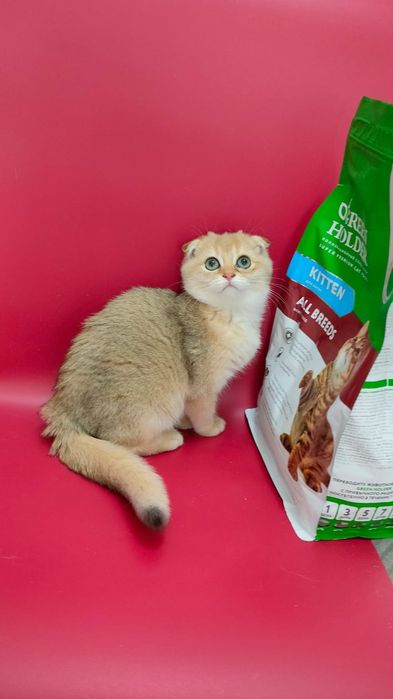 Котята Шиншиллы Алматы