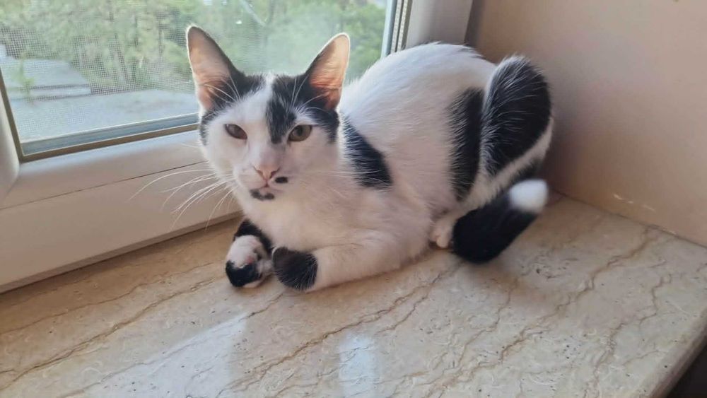 Oreo-motanel spre adoptie Vulcan,Hunedoara