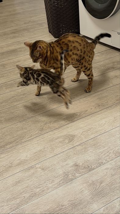 Бенгальский котенок с родословной