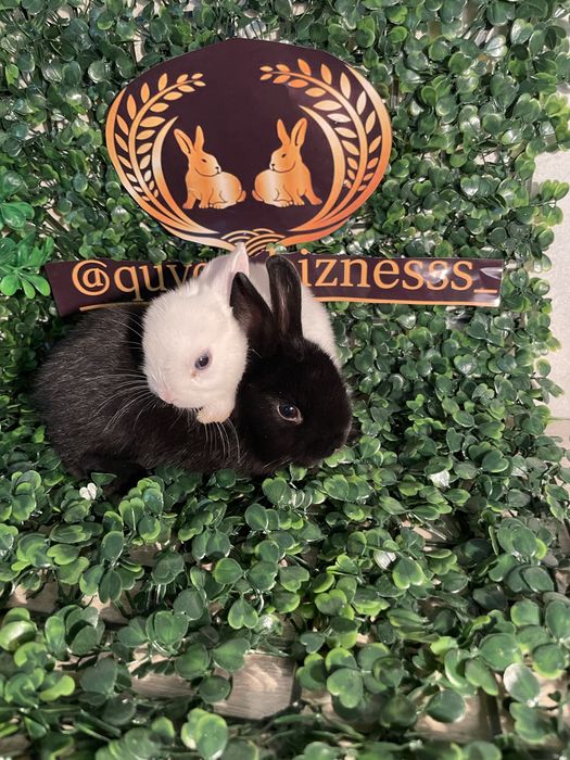 Quyon karlik mini lops
