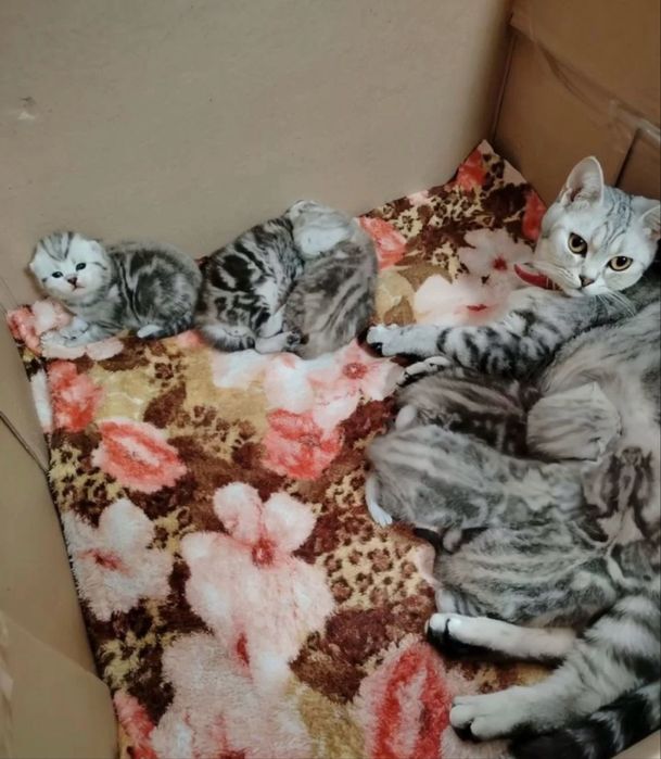 Продам котят. Можете сделать бронь