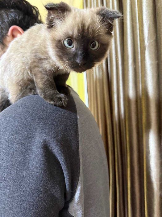 Котенок метис сиамской и скотиш фолд породы