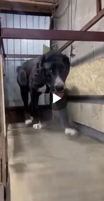 Бегавой дарожка и  собака