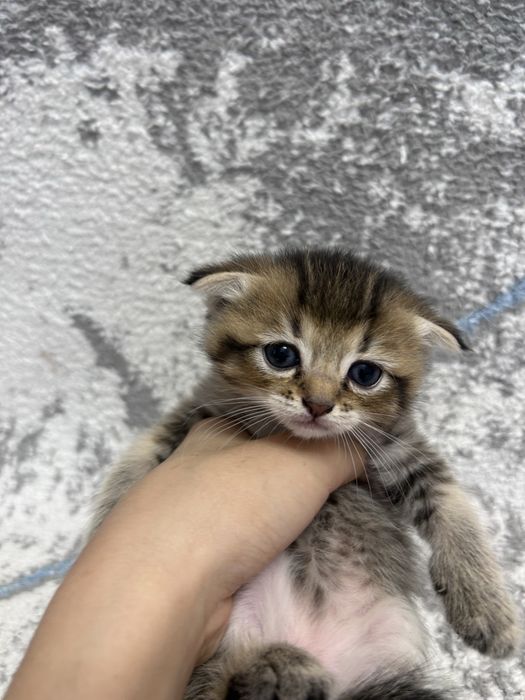 Котята британские
