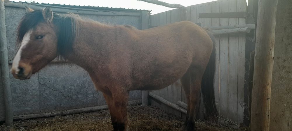 Кабыла 6-7 лет откорм