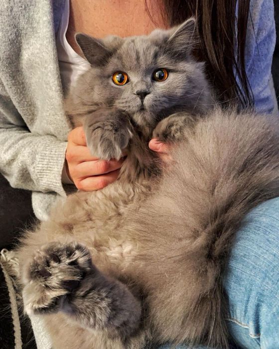 Отдам домашних котят в добрые руки