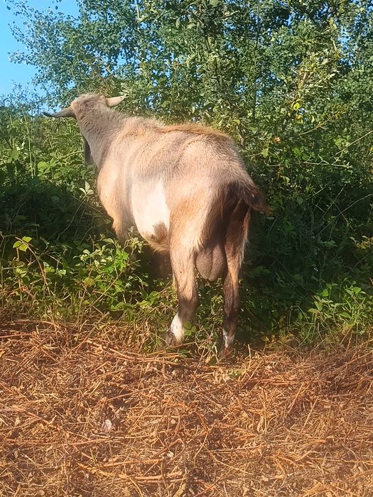 Țap metis alpin francez cu saanen, vârstă 2 ani jumate